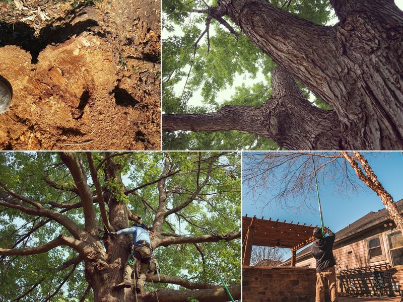 Blue Ox Tree Service