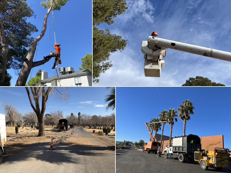 Woodys Tree Service LLC