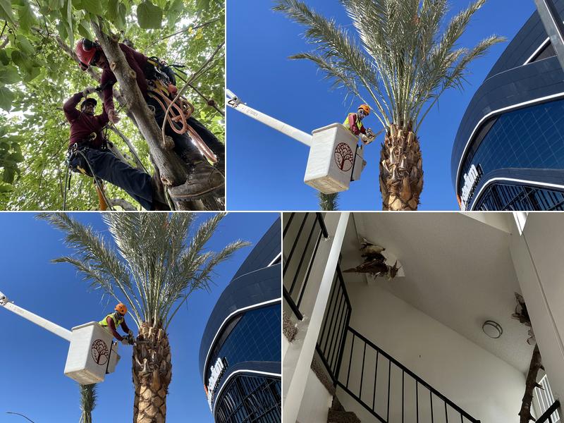 First Choice Tree Service