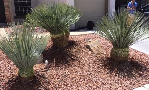 SOS Lawn Service & Maintenance