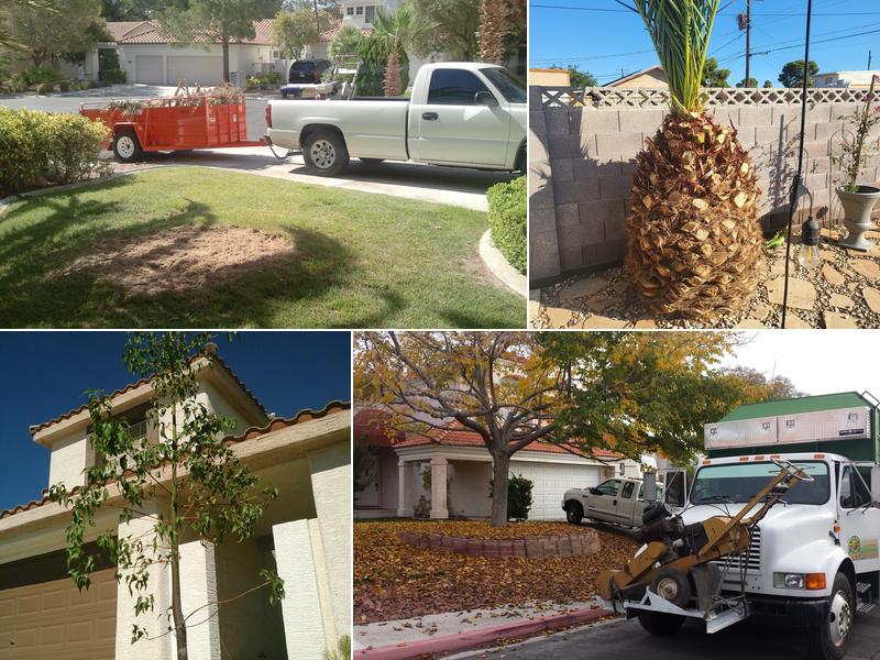 Vegas Best Tree Services