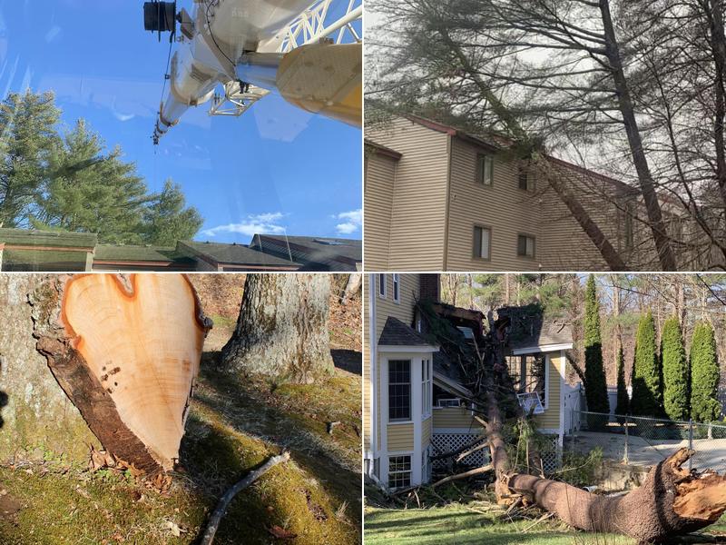 Pace's Tree Service LLC