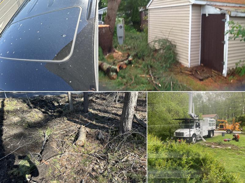 Stacey's Tree Service