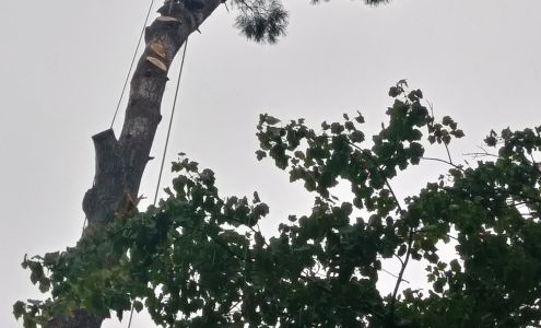 Windham Tree Services