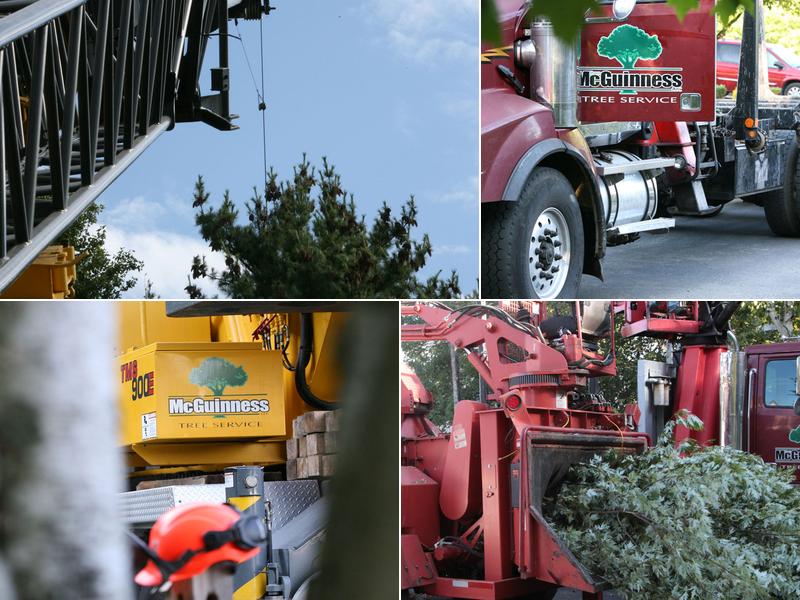 McGuinness Tree Service