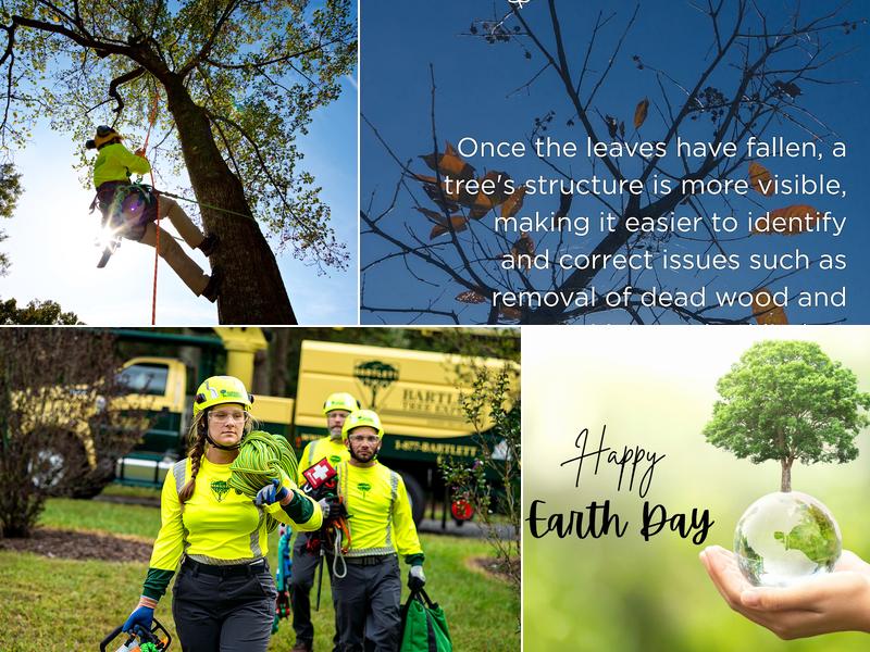 Bartlett Tree Experts