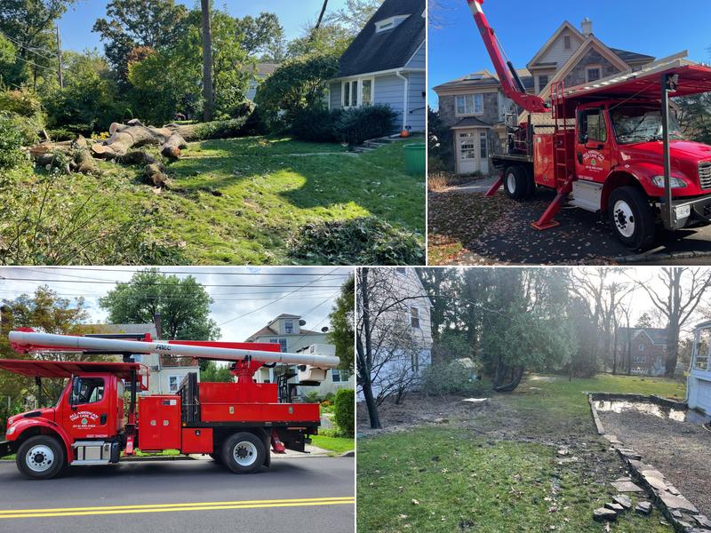 All American Tree Care