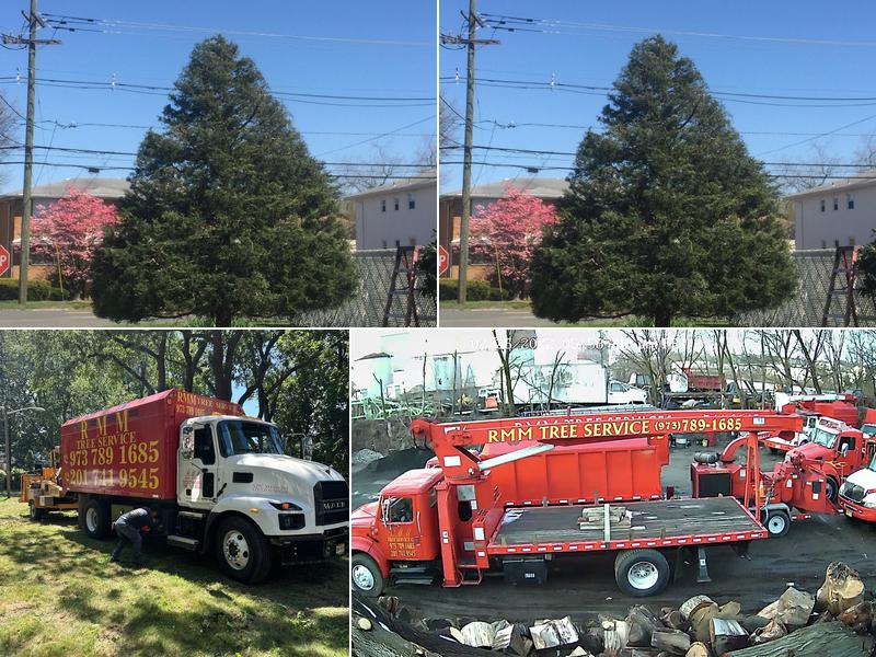 Rmm Tree Service Corp.