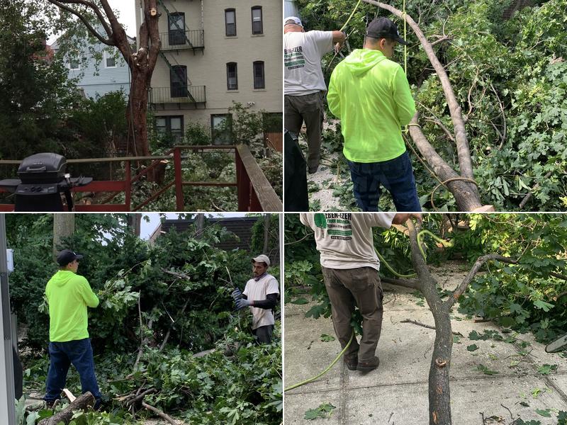 Eben-Ezer Tree Service