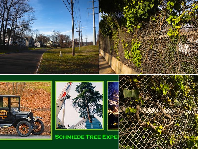 Schmiede Tree Expert Co