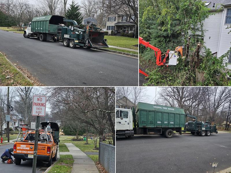 Original Tree Services