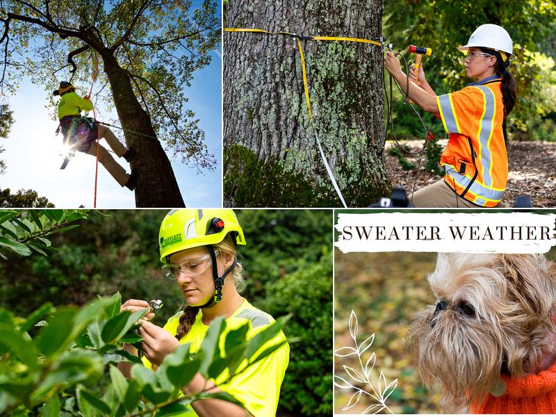 Bartlett Tree Experts