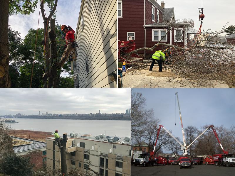 Uncle Matty's Tree Service