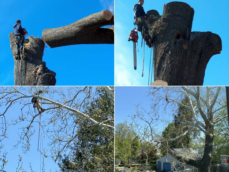 Shechtman Tree Care, LLC
