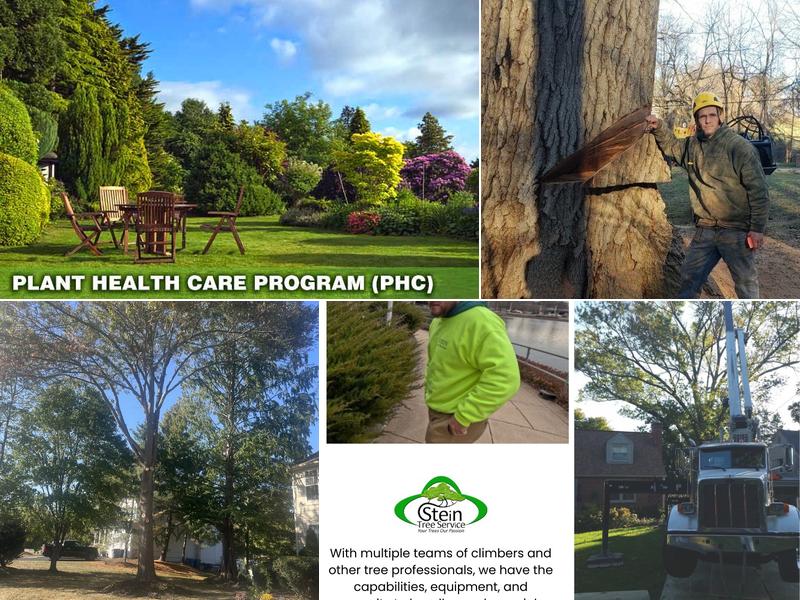Stein Tree Service
