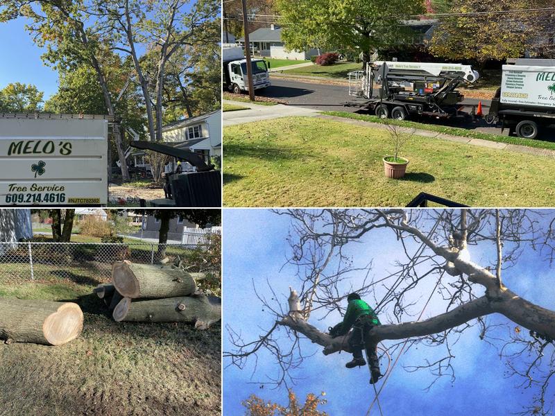 Melo's Tree Service