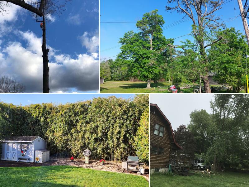 Timberland Tree service