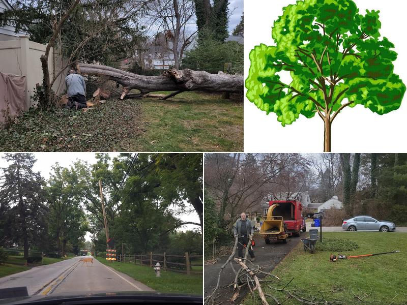 Lewis Tree Care Inc
