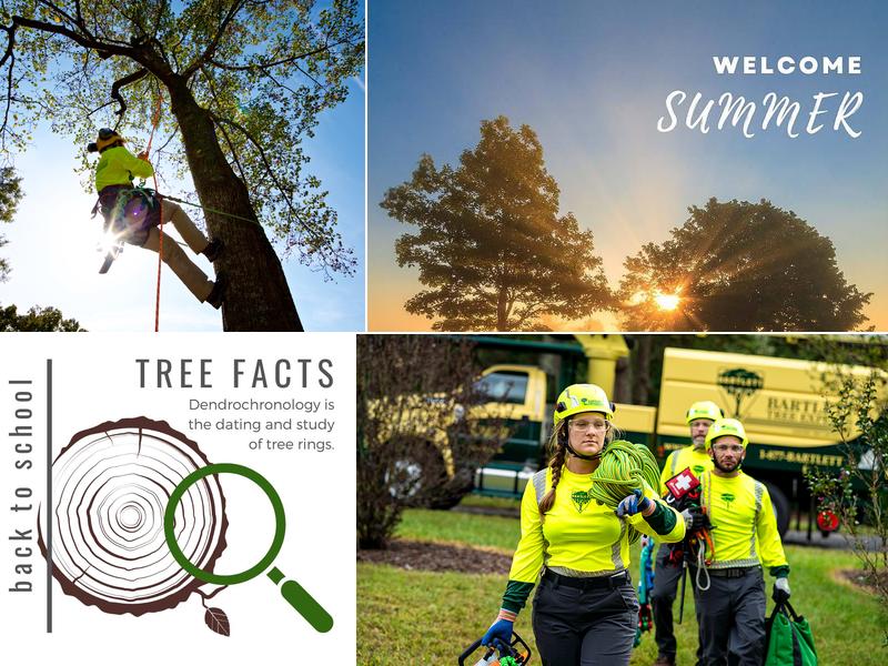 Bartlett Tree Experts