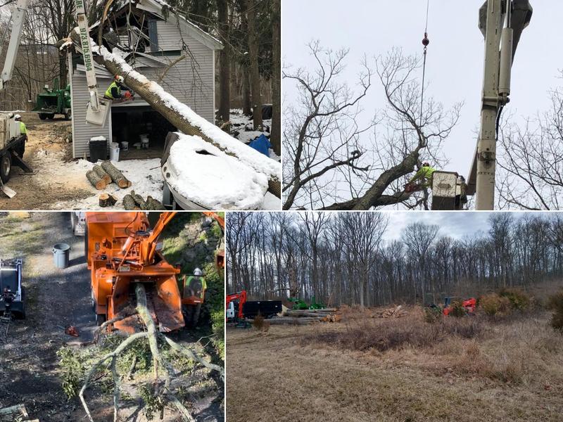 Midhurst Tree Care