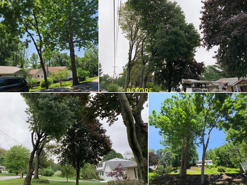 Jess's Tree Services