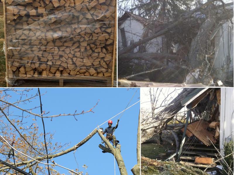 Arbor Barber Tree Experts