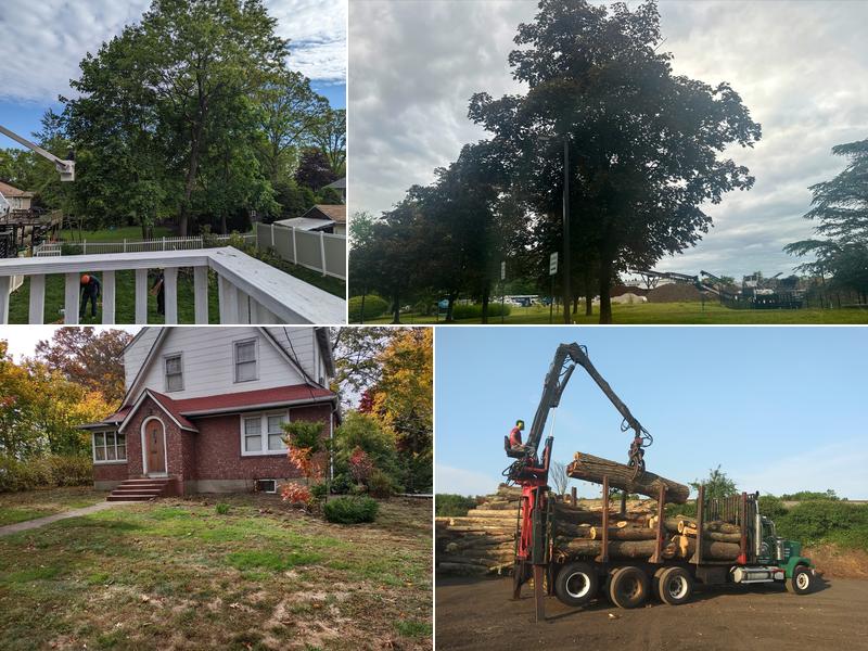 O'Sullivan Tree Care and Recycling