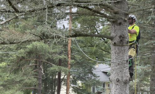 Bigfoot Tree Care, LLC 23 Main St Box 272, Belfast New York 14711