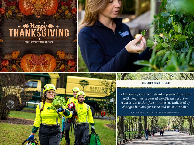 Bartlett Tree Experts