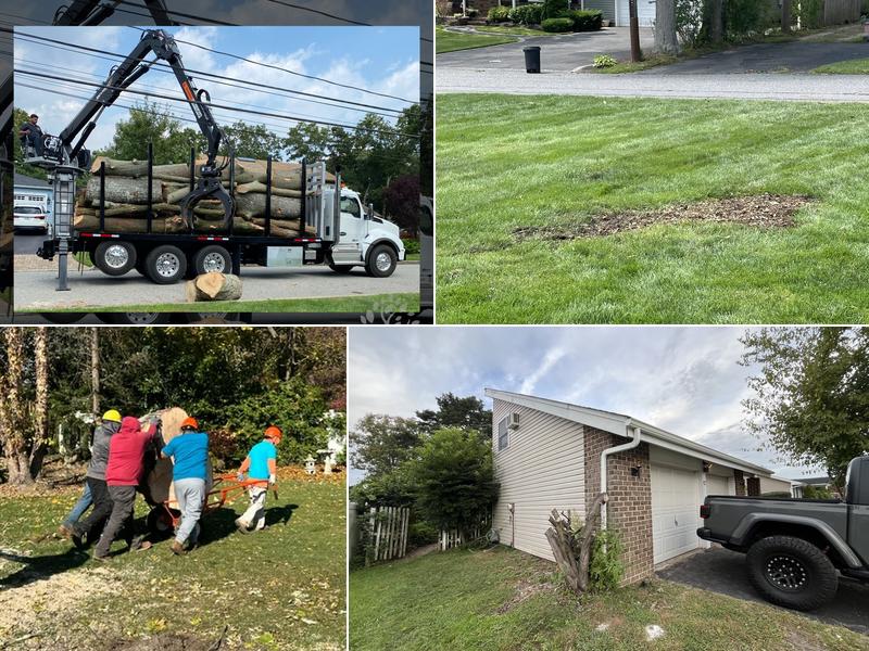 Hernandez Tree Care Service Corp