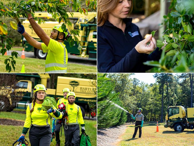 Bartlett Tree Experts