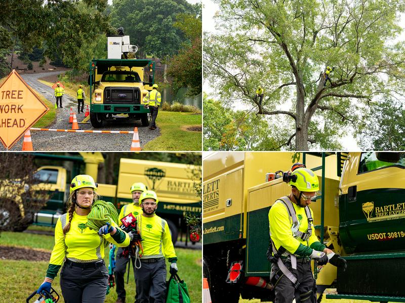 Bartlett Tree Experts