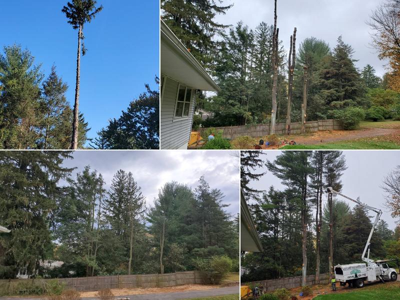 Westland Tree Service
