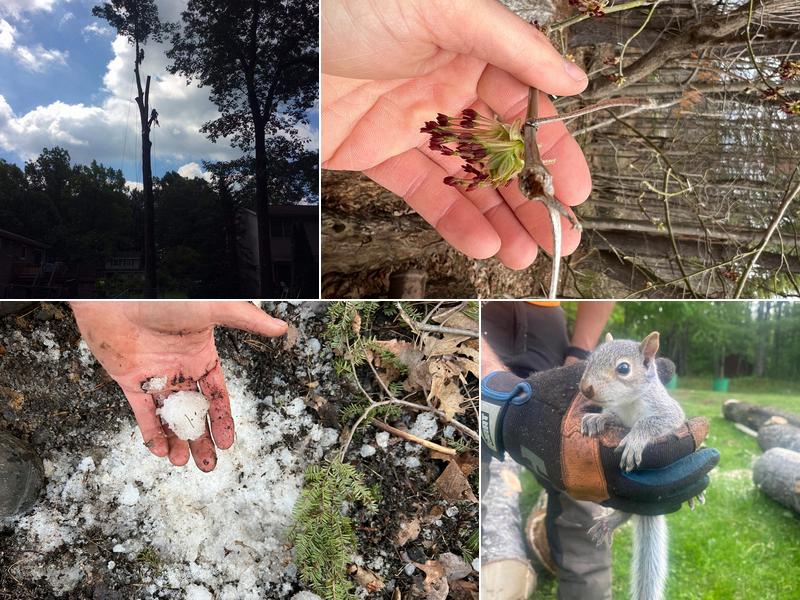 Foothills Tree Service