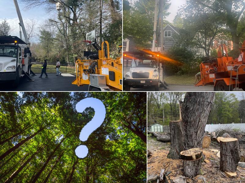 Mauricio's Tree Service