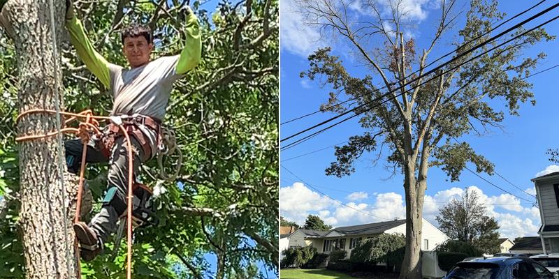 Alhei Tree Service Corp