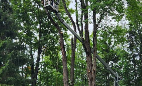 Elkin Tree Service Inc. 104 Lone birch ct, Indian Lake New York 12842