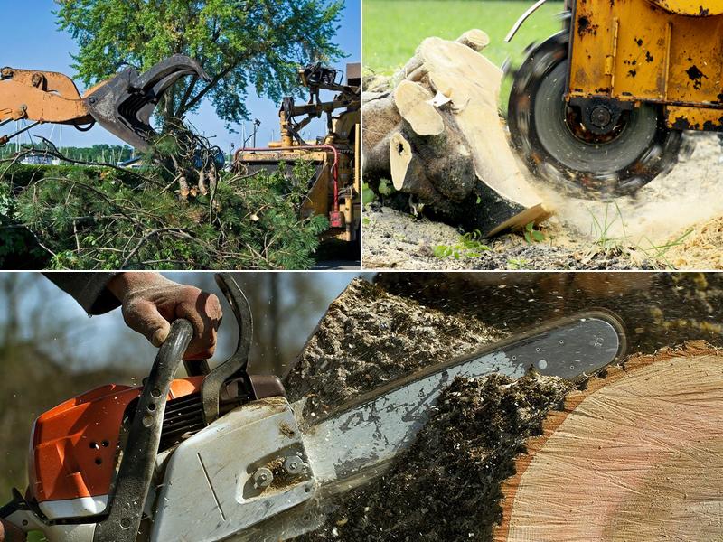 C. Mays Tree Experts