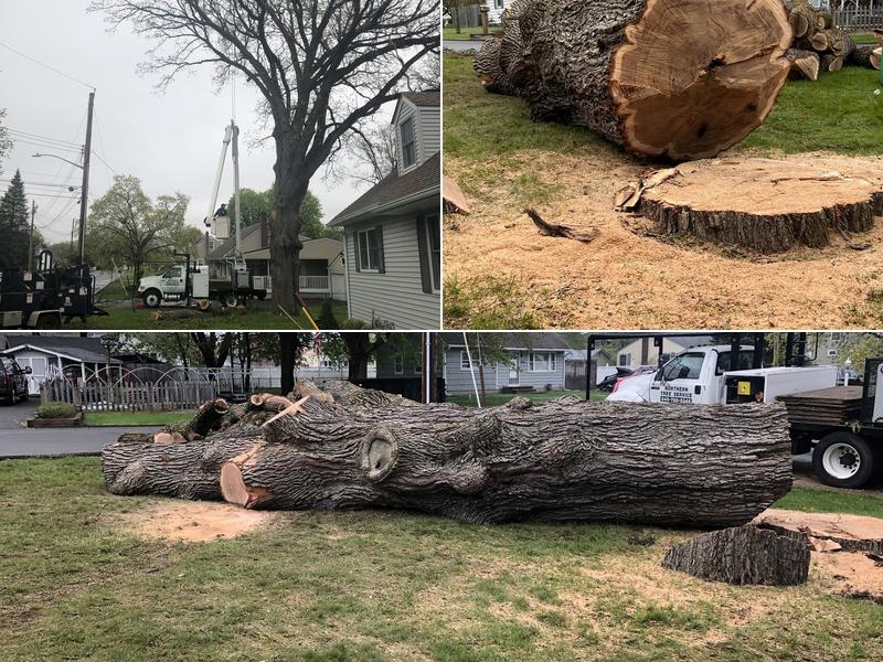 Northern Tree Services