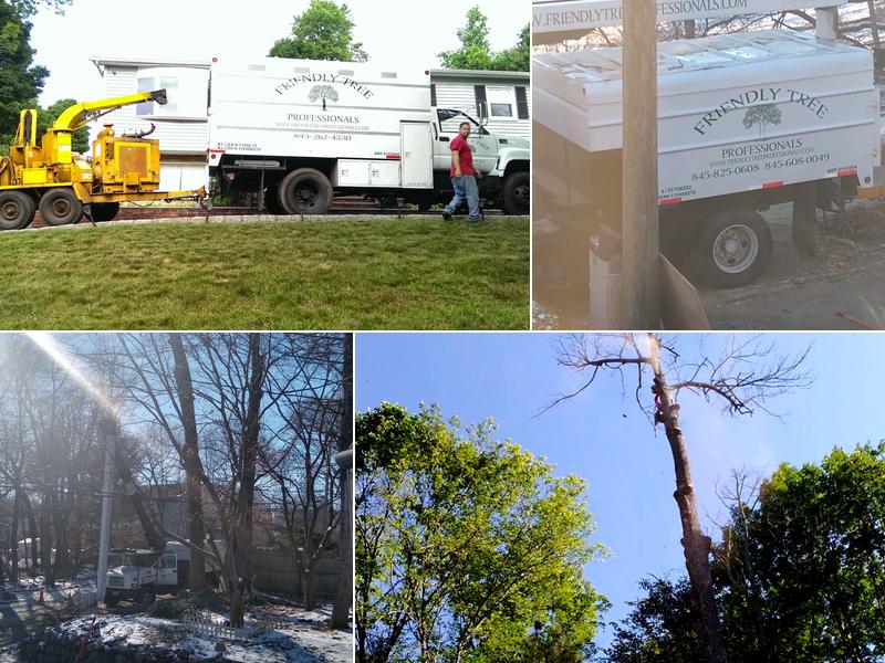 Friendly Tree Professionals