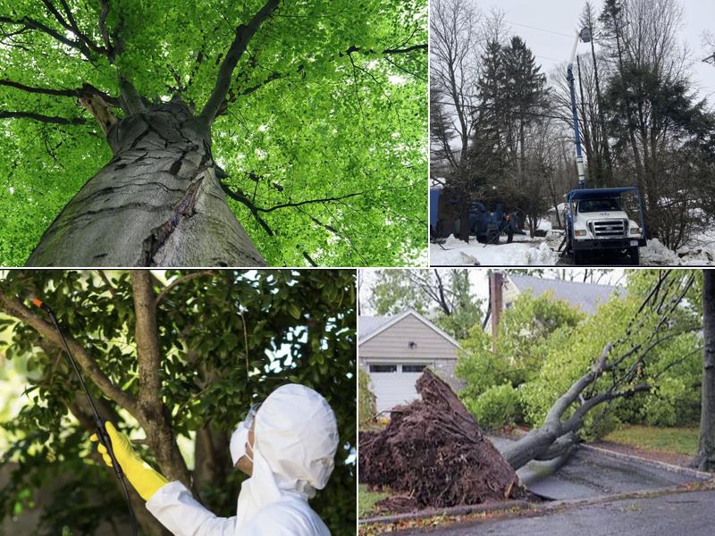 Hawthorne Brothers Tree Service, Inc