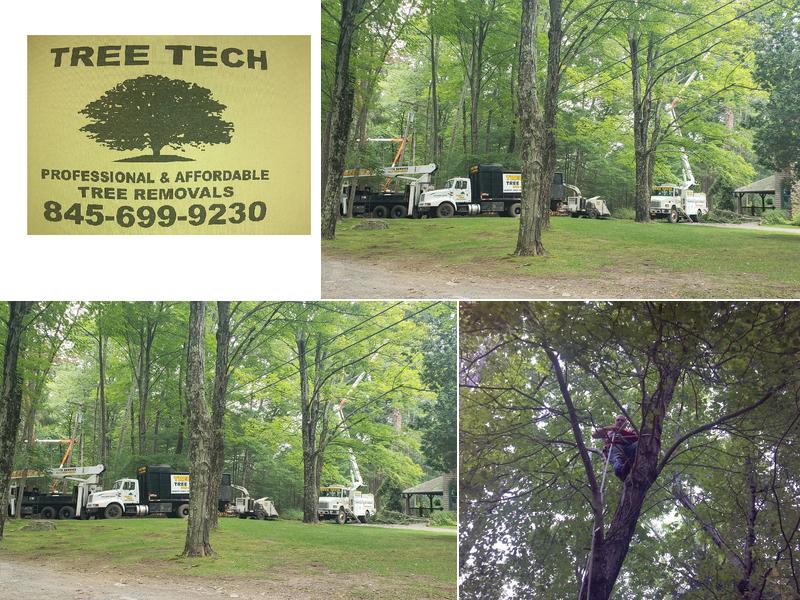 Tree Tech Tree Service
