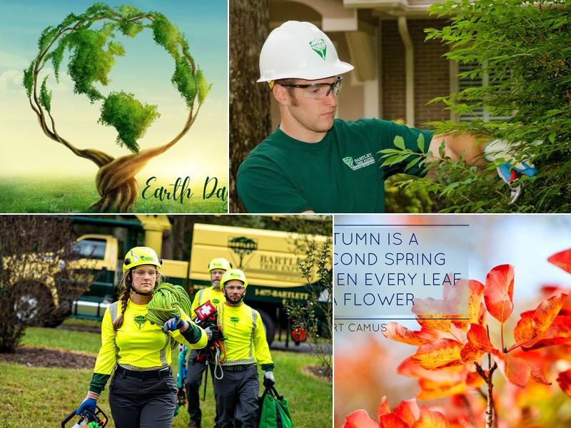 Bartlett Tree Experts