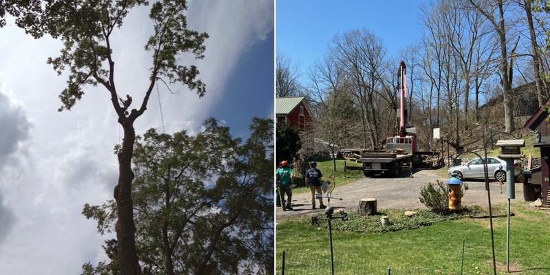 Benedict Tree & Stump Removal