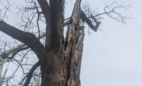 Hilts tree service LLC 2043 Stillman Rd, West Edmeston New York 13485