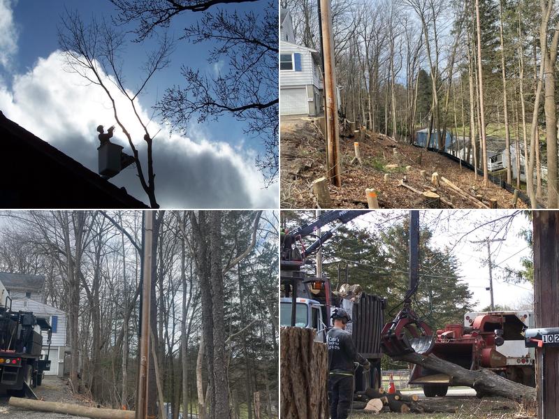 Carter’s Tree Service