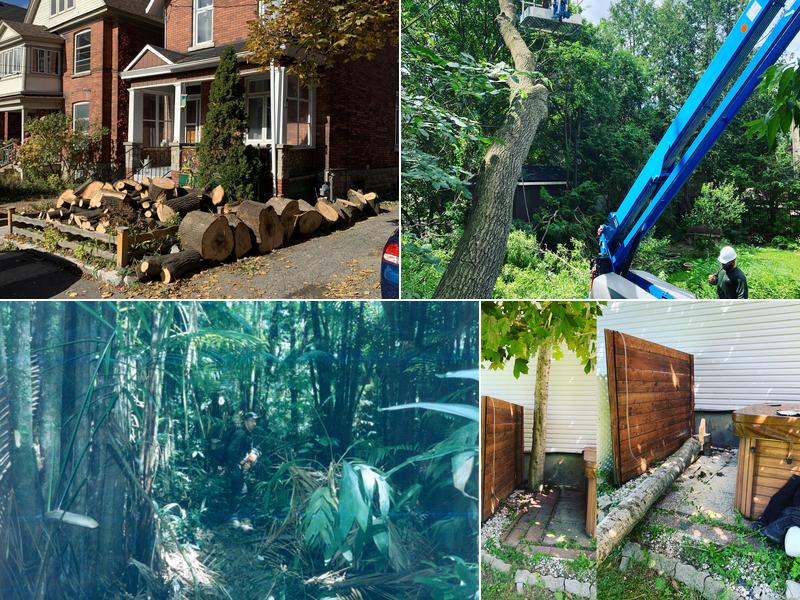 Solomon Tree Service