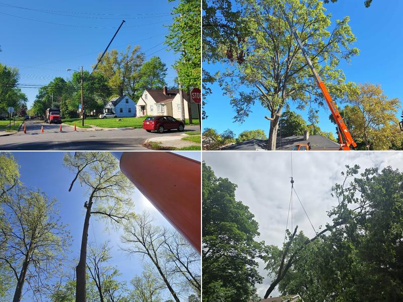 The 1 Tree Service