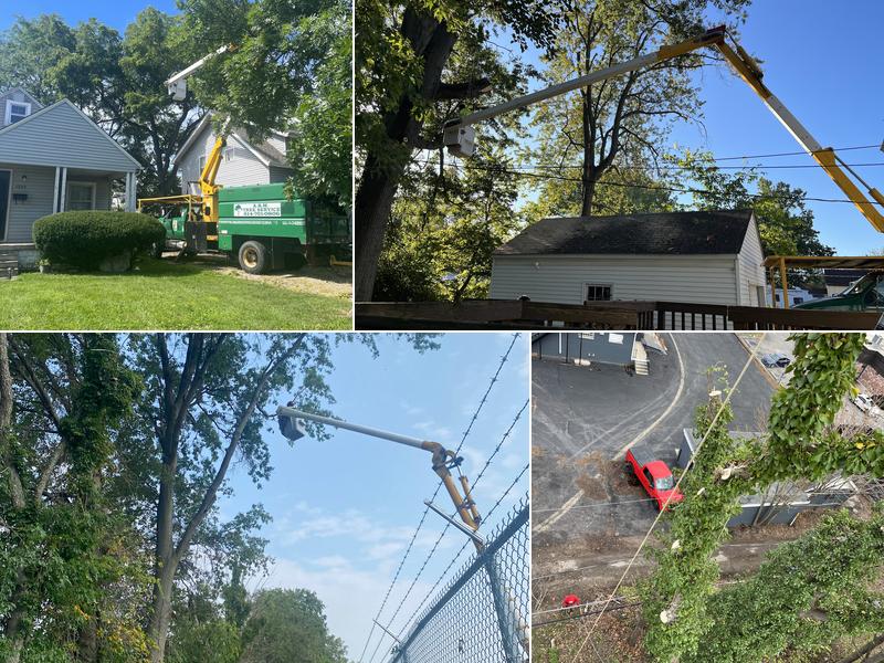 A.S.H LLC Tree Service
