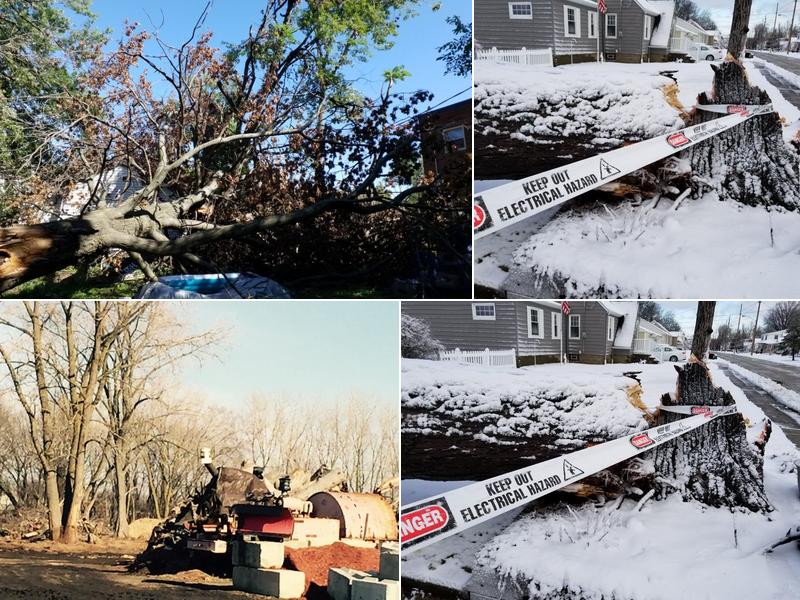 Tree Master Tree Care & Landscape Supply
